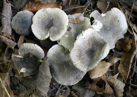 Tricholoma terreum, habitat and growth pattern, note the mouse-gray color of the caps.